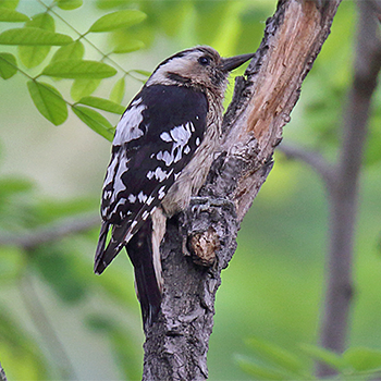 Grey-capped Woodpecker
