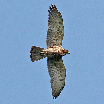 Grey-faced Buzzard
