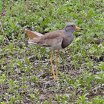 Grey-headed Lapwing