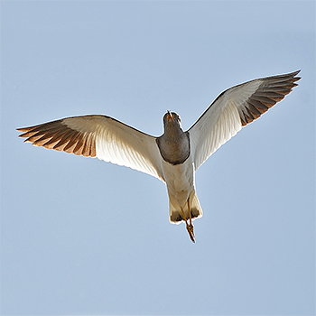 Grey-headed Lapwing