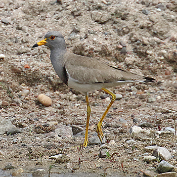 Grey-headed Lapwing