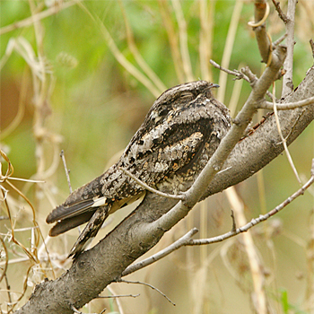 Grey Nightjar