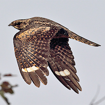 Grey Nightjar