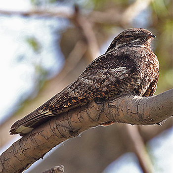 Grey Nightjar