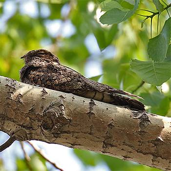 Grey Nightjar