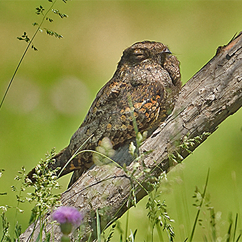 Grey Nightjar