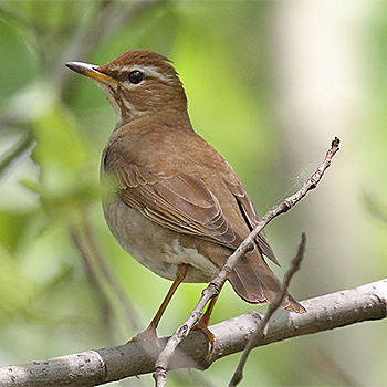 Grey-sided Thrush