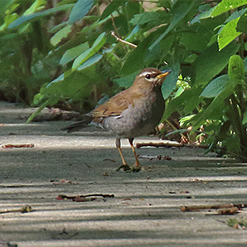 Grey-sided Thrush