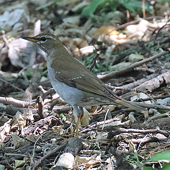 Grey-sided Thrush