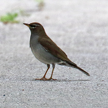 Grey-sided Thrush