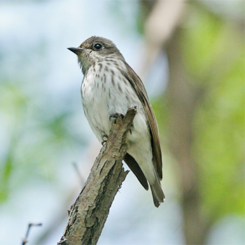 Grey-streaked Flycatcher