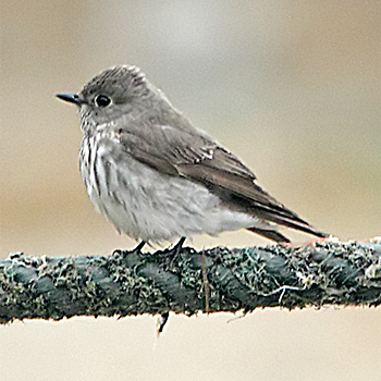 Grey-streaked Flycatcher