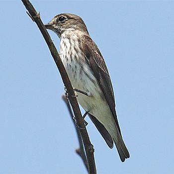 Grey-streaked Flycatcher