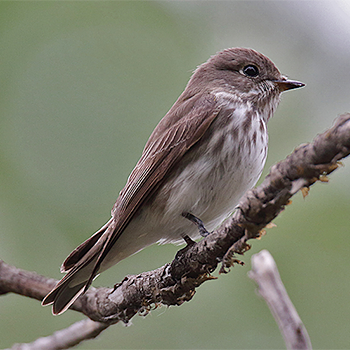 Grey-streaked Flycatcher