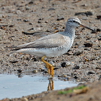 Grey-tailed Tattler