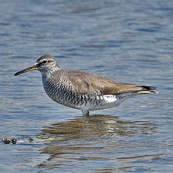 Grey-tailed Tattler