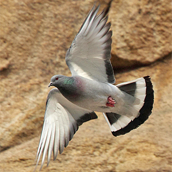 Hill Pigeon