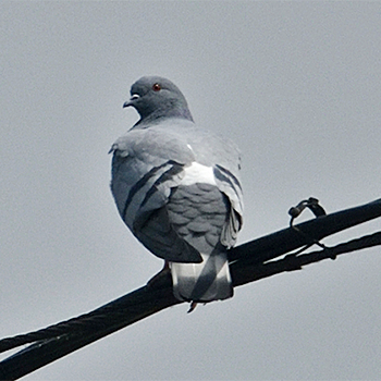 Hill Pigeon