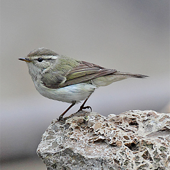 Hume's Warbler