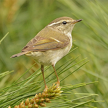Hume's Warbler