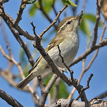 Hume's Warbler