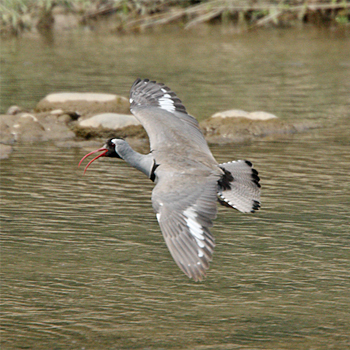 Ibisbill