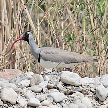 Ibisbill