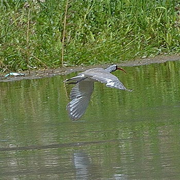 Ibisbill