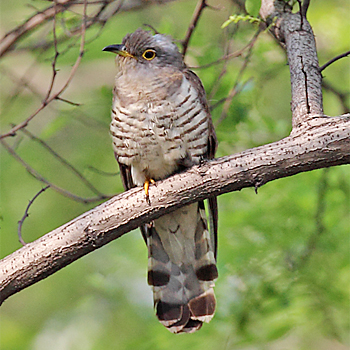 Indian Cuckoo