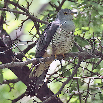 Indian Cuckoo