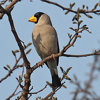 Japanese Grosbeak