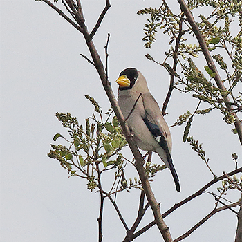 Japanese Grosbeak