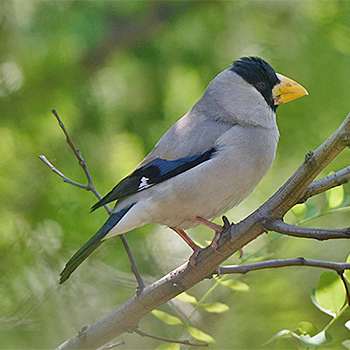 Japanese Grosbeak