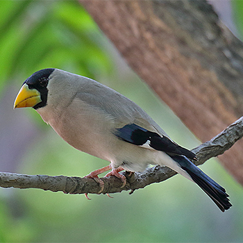 Japanese Grosbeak