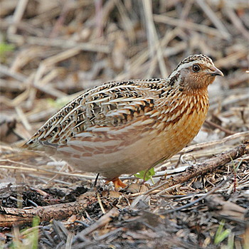 Japanese Quail