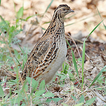 Japanese Quail
