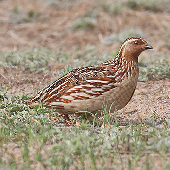 Japanese Quail