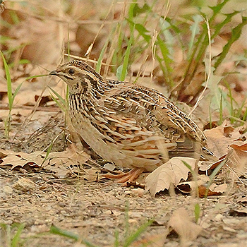 Japanese Quail