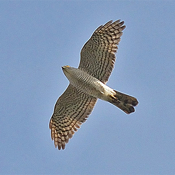 Japanese Sparrowhawk