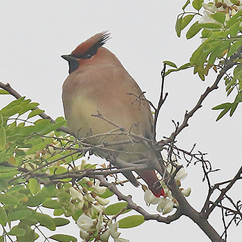 Japanese Waxwing