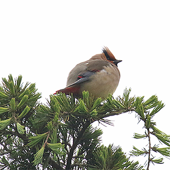 Japanese Waxwing