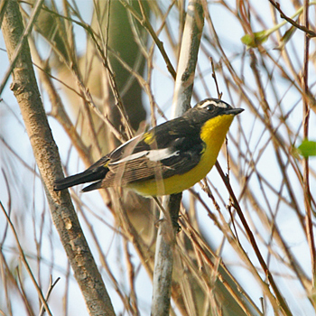 Yellow-rumped Flycatcher