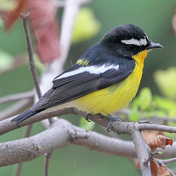 Yellow-rumped Flycatcher