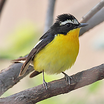Yellow-rumped Flycatcher