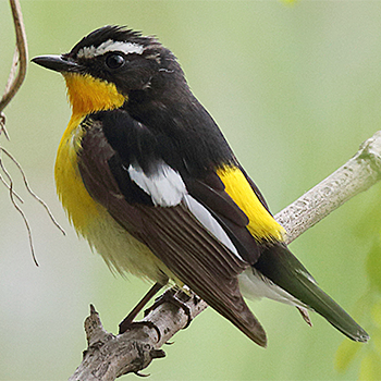 Yellow-rumped Flycatcher