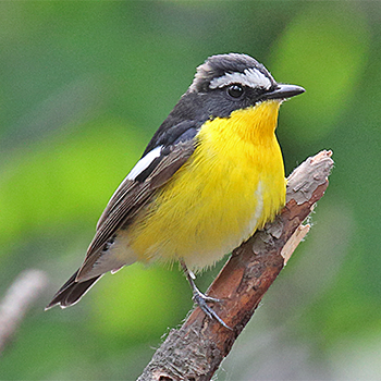 Yellow-rumped Flycatcher