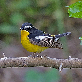 Yellow-rumped Flycatcher
