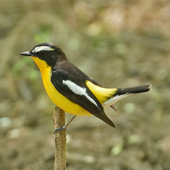 Korean Flycatcher