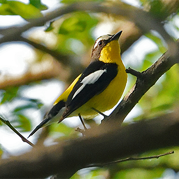 Yellow-rumped Flycatcher