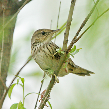 Lanceolated Warbler